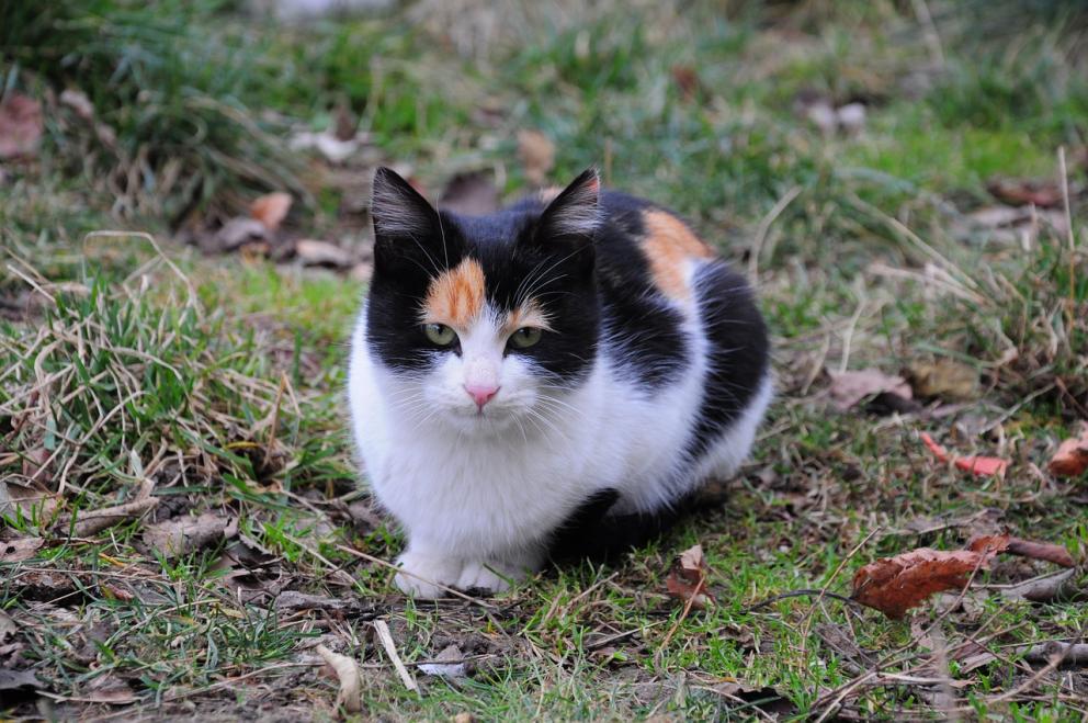 kissa cat